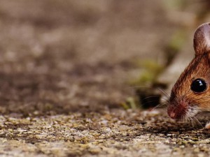 Destructeur de souris