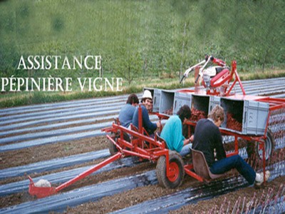Assistance pépinière vigne