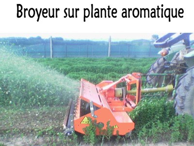 Broyeur sur plante aromatique