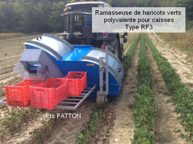 Ramasseuse de haricots verts polyvalente pour caisses